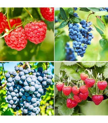 Amazon.com : zellajake 30pcs Grape Vine Seeds Sweet Fruit